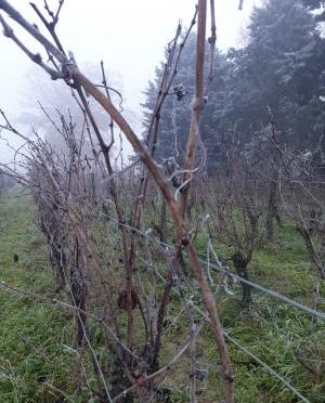 vigne en hiver