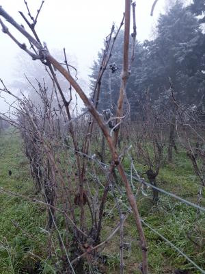 vigne en hiver