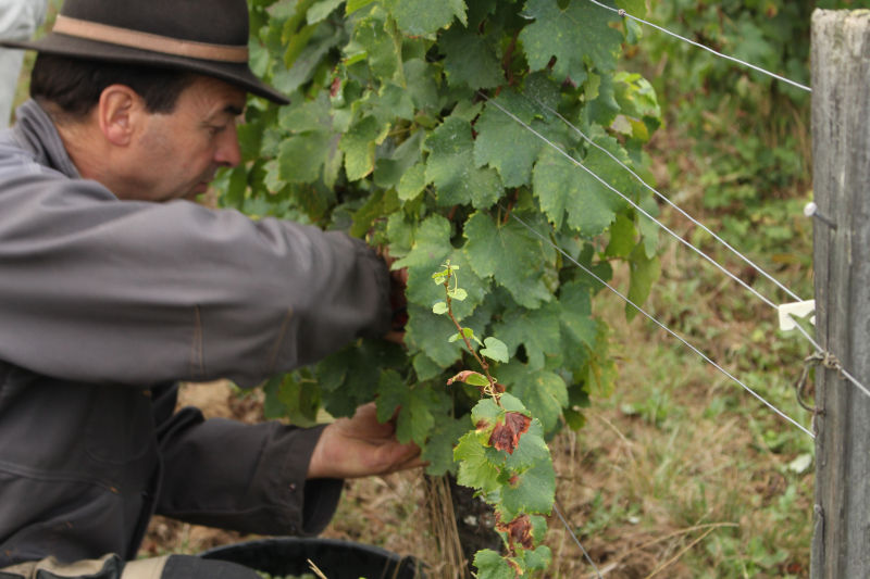 Laurent Tripoz vendanges